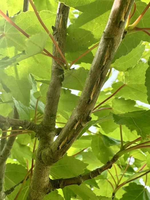 Branch with several cuts in it