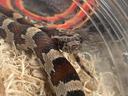 The darn cutest corn snake you've ever seen
