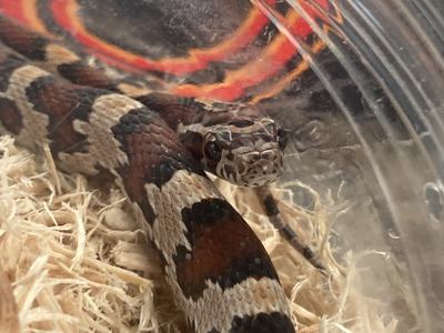 The darn cutest corn snake you've ever seen