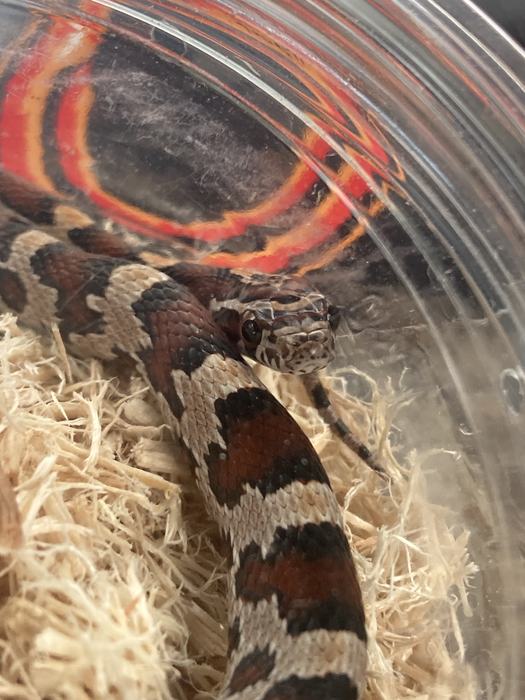 The darn cutest corn snake you've ever seen