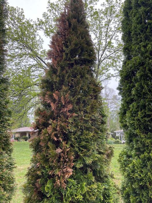 vole damaged arborvitaes