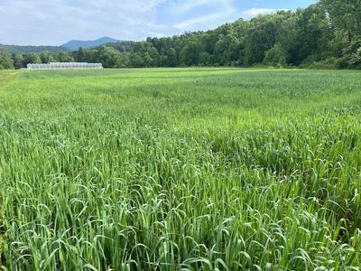 Field of tall green grass with tree line, small white greenhouses and distant mountain
