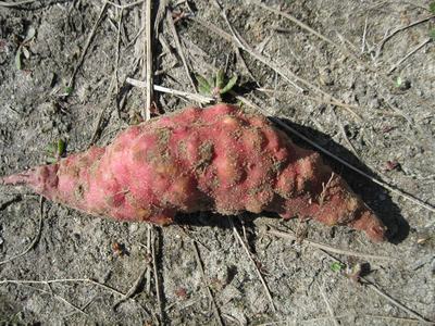 Galls and bumps on a sweetpotato storage root caused by root-knot nematodes (particularly, the guava root-knot nematode, Meloidogyne enterolobii).