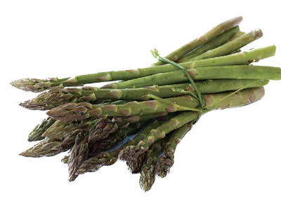 Bundle of green asparagus spears tied with a green twist tie