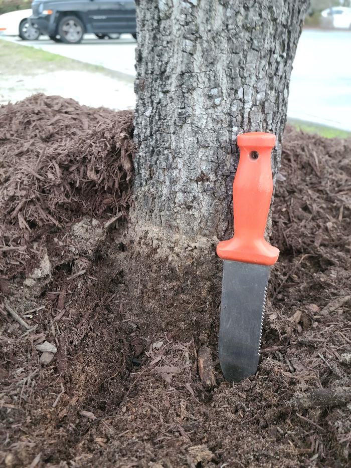 Improper Mulching Depth_Photo by Amanda Bratcher