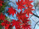 Japanese Maple leaf_Photo by Amanda Bratcher