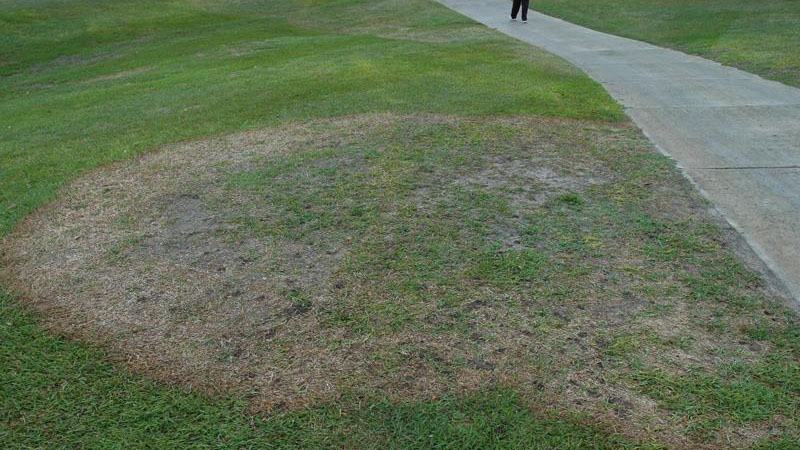 Circular area of dead grass caused by large patch disease adjacent to a concrete sidewalk.