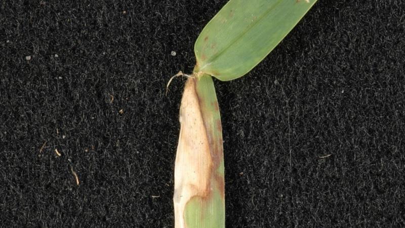 Close-up of a grass blade showing yellow and reddish discoloration from large patch disease.