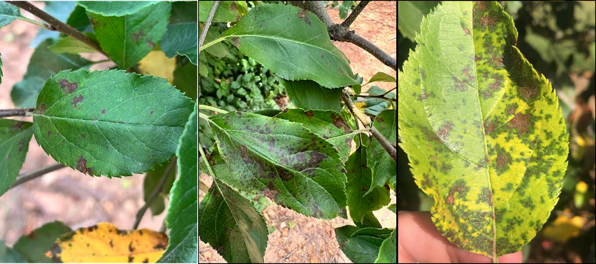 Symptoms of Marssonina leaf blotch on apple