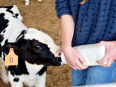 Young Holstein calf being bottle fed by a young participant of the WNC Dairy Steer project.