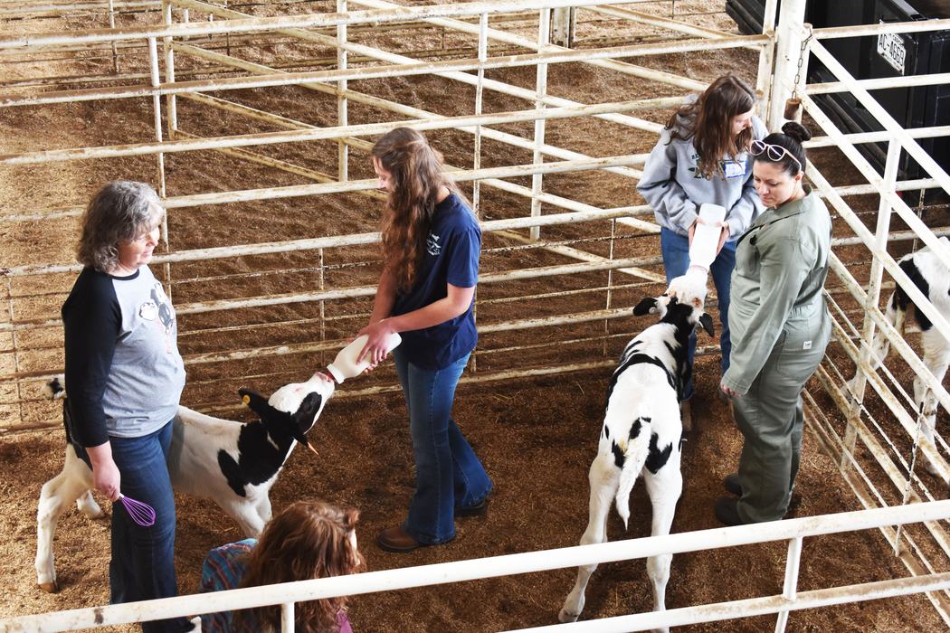 Participants of the 2025 Dairy Steer Project feed their calves for the first time.