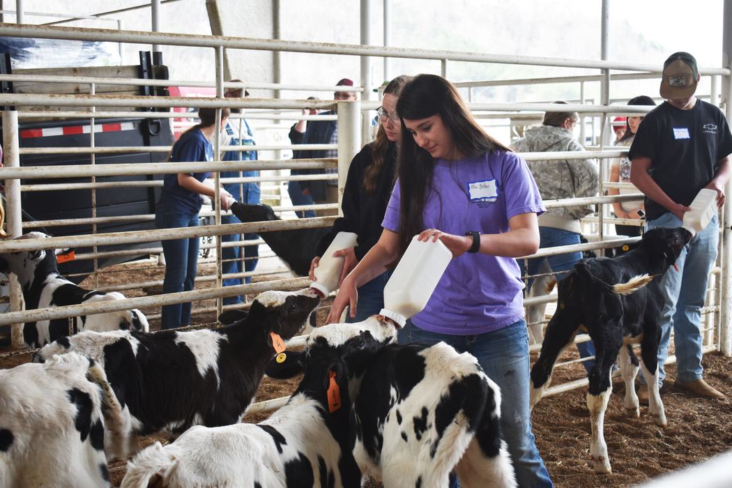 Participants of the 2025 Dairy Steer Project feed their calves for the first time.