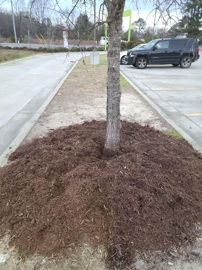 Mulch volcano NO_Photo by Amanda Bratcher
