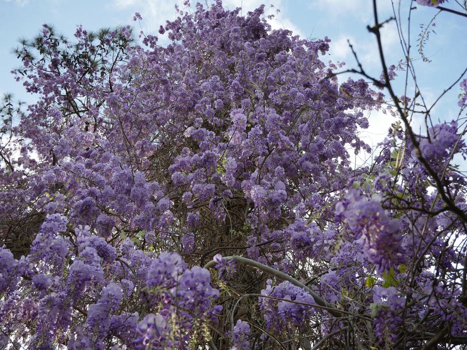 Wisteria vine with dense clusters of purple flowers covering a tree against blue sky