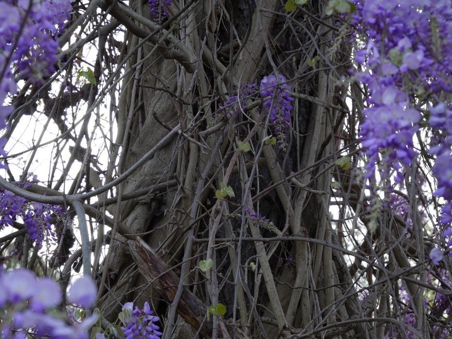 Tree trunk entwined with vines and hanging purple wisteria flowers