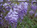 Cluster of purple wisteria flowers with water droplets hanging from a branch