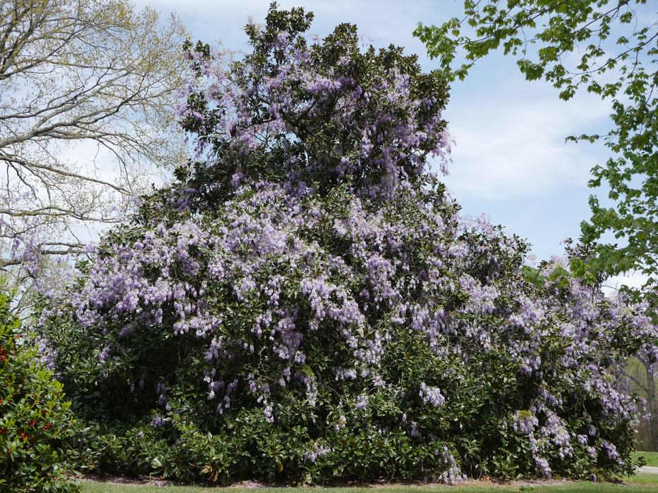 Chinese Wisteria in Moore County - Moore County Center | N.C. Cooperative  Extension