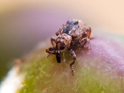 Plum curculio adult