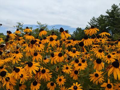brown eyed susans