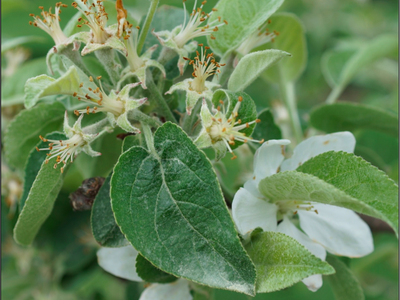 Apple blossom petal fall stage