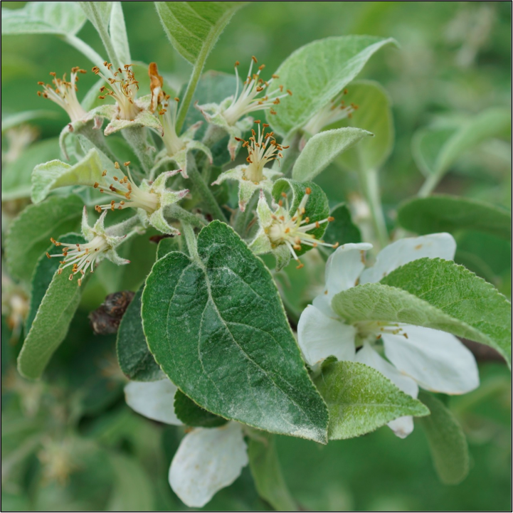 Apple blossom petal fall stage