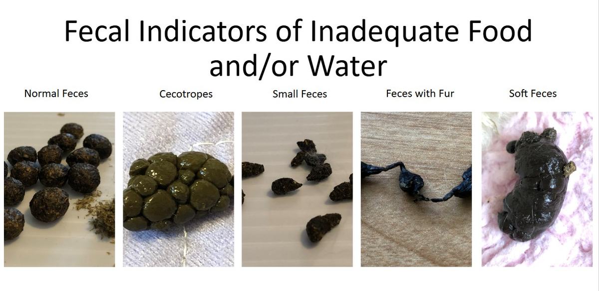 Rabbit fecal indicators