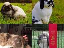2025-04-Rabbits.jpg
