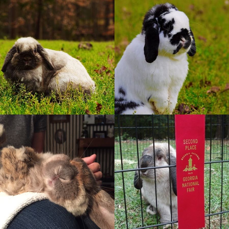 2025-04-Rabbits.jpg
