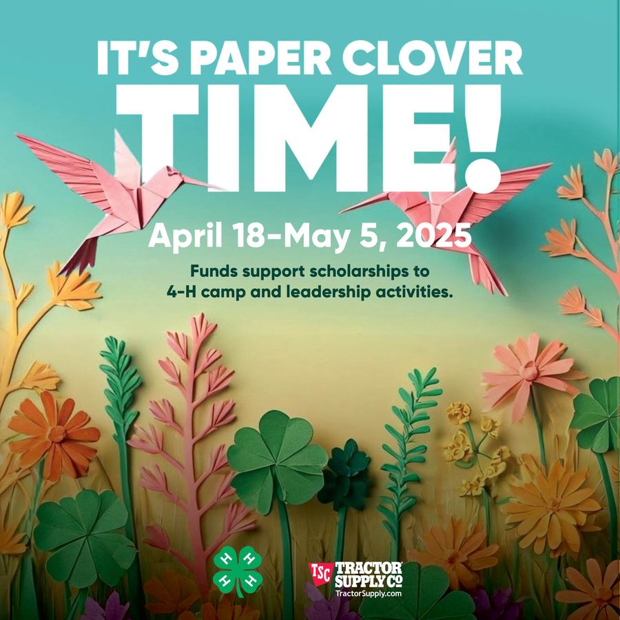 Paper Clover Advertisement 