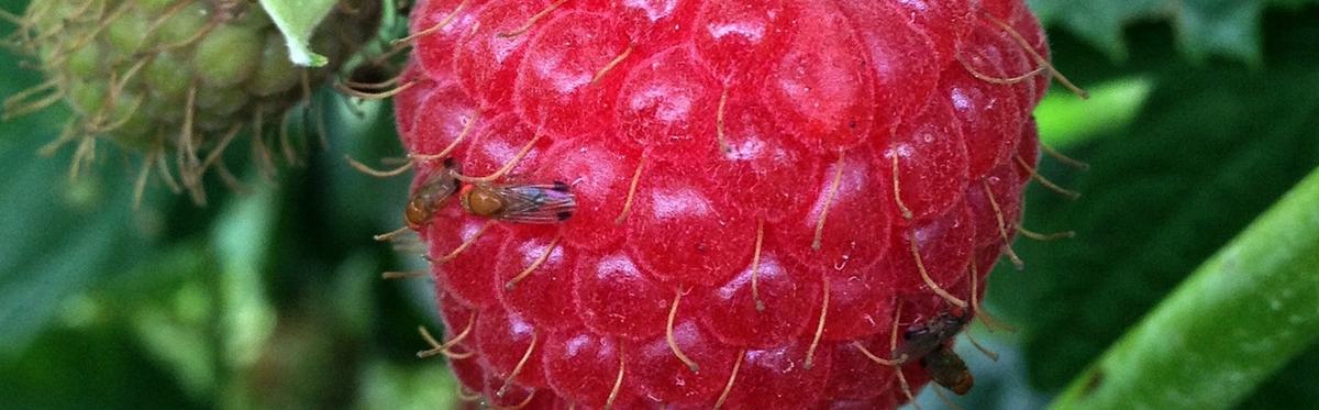 Small fruit flies land on the surface of a red raspberry.
