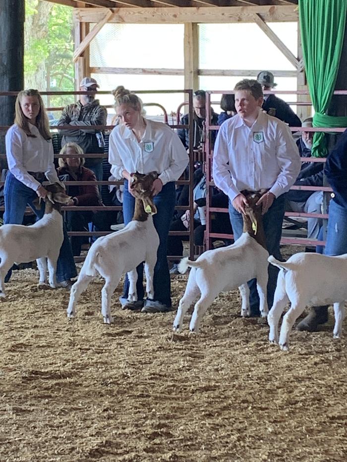 goat showing