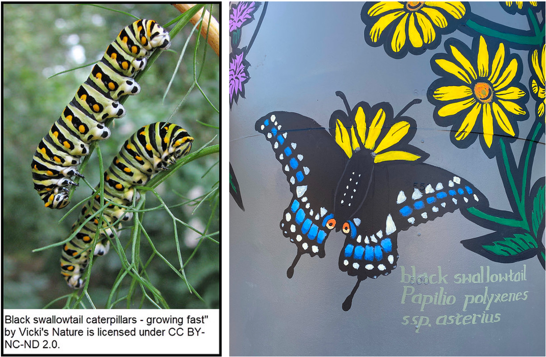 Three black swallowtail caterpillars on a plant; mural of a black swallowtail and text "black swallowtail Papilio polyxenes ssp. asterius"