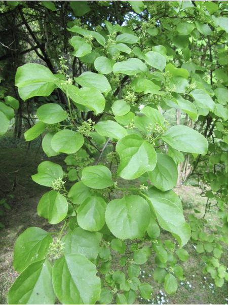 Branch with glossy round green leaves and small clustered flower buds in woodland
