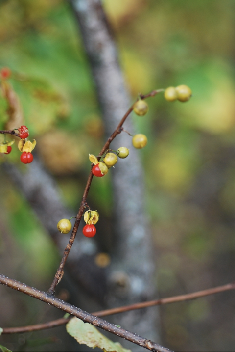 Thin branch bearing small red and green-yellow berries against blurred background