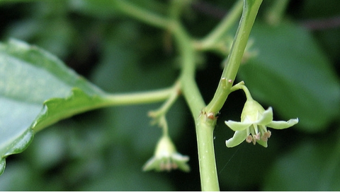 Small pale-green hanging flowers on a thin green stem with blurred leaves background