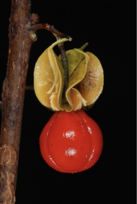 Yellow seed capsule opened to reveal glossy red seed hanging from a twig