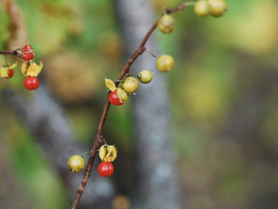 Thin branch bearing small red and green-yellow berries against blurred background