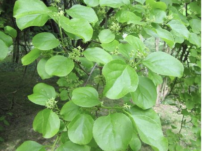 Branch with glossy round green leaves and small clustered flower buds in woodland