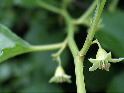 Small pale-green hanging flowers on a thin green stem with blurred leaves background