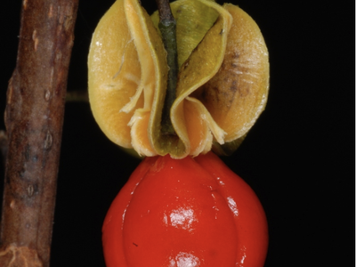 Yellow seed capsule opened to reveal glossy red seed hanging from a twig