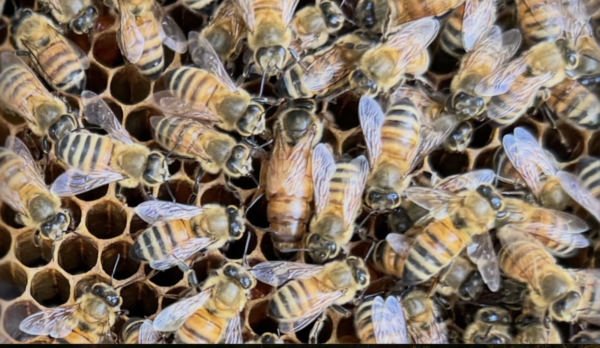 Queen bee and workers on comb