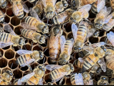 Queen bee and workers on comb