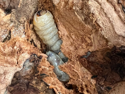 Cream-colored beetle grub nestled in a tunnel of decaying wood