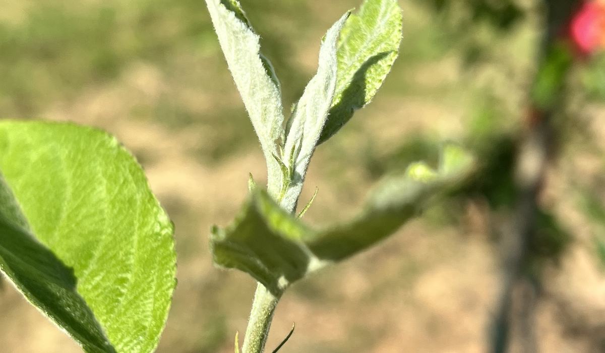 2025 Apple Disease Update: Petal Fall/1st Cover/Blossom Blight Risk ...