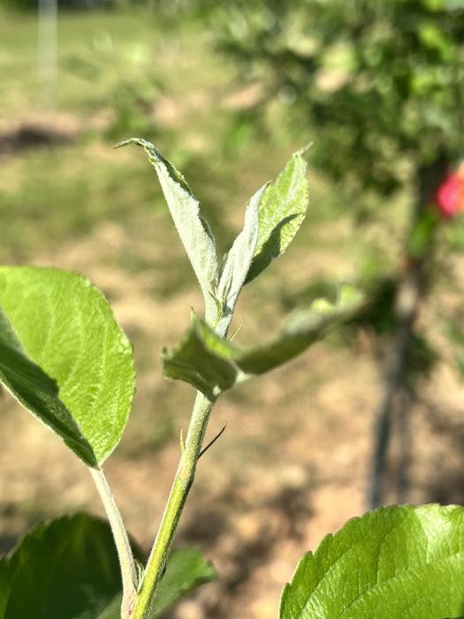 2025 Apple Disease Update: Petal Fall/1st Cover/Blossom Blight Risk ...