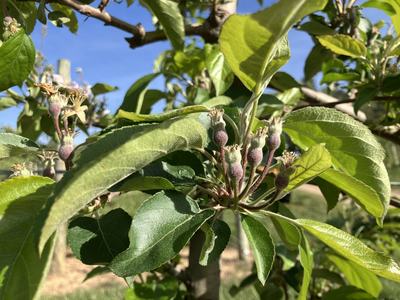 Image of several Gala apple fruit clusters that have fruit that are 8mm in diameter and appear to be setting with 4 or 5 fruit in a cluster. 