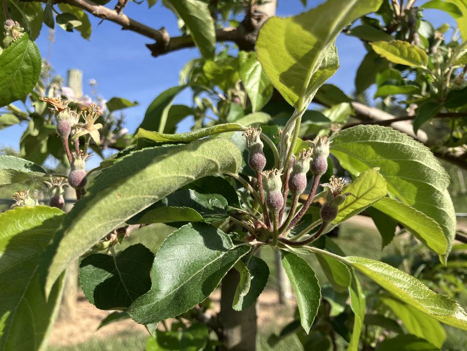 Image of several Gala apple fruit clusters that have fruit that are 8mm in diameter and appear to be setting with 4 or 5 fruit in a cluster. 