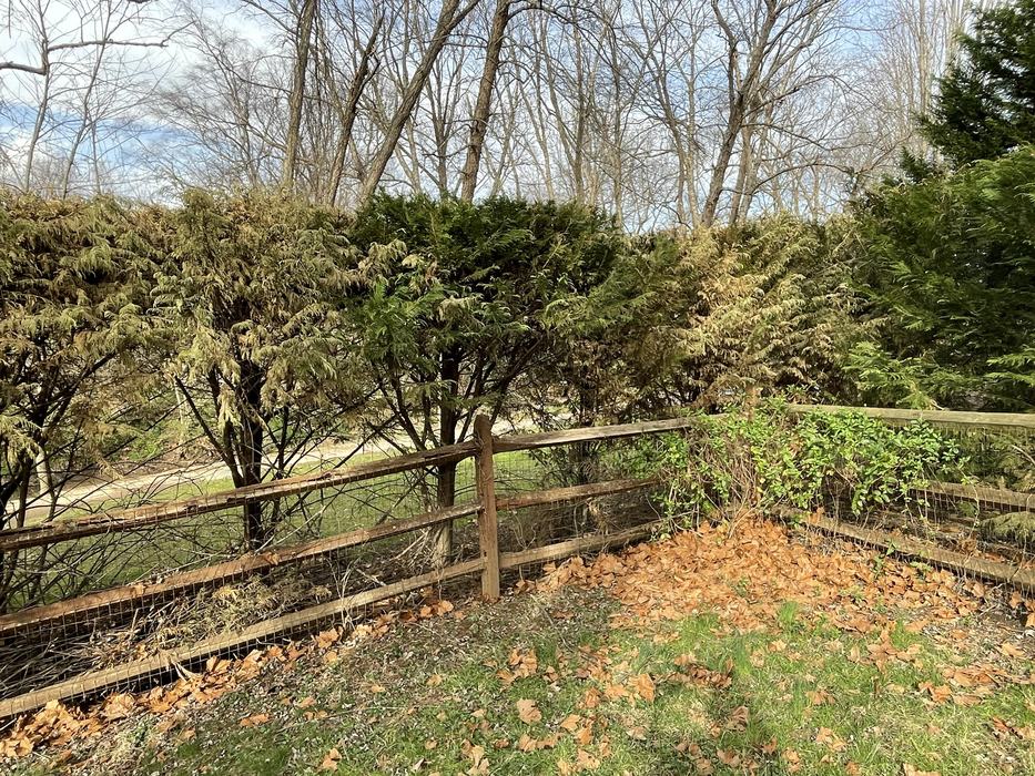 leyland cypress dying