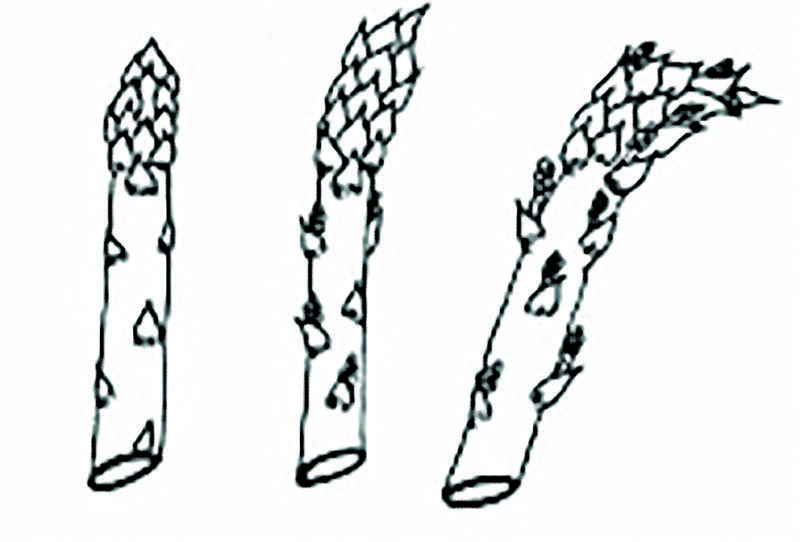 asparagus pods