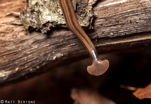 bipalium1_Photo by Matt Bertone